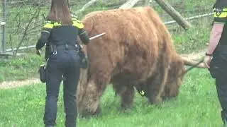 Zelfde Hooglander heeft plek gevonden waar geen hoge hekken staan