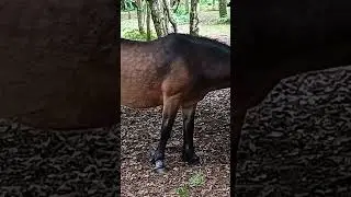 Horses Snelsmore Off Track Wheelchair Adventures Q300R Only