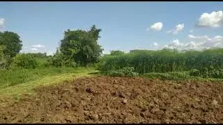 Tractor disc in farm # natural compost #nitrogen fixation