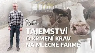 Tajemství o krmení krav na mléčné farmě