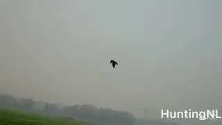 Pest control on crow and jackdaws