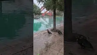 Monterrey Mexico. Fundidora Park #mexico #monterrey #travel #international #ducks