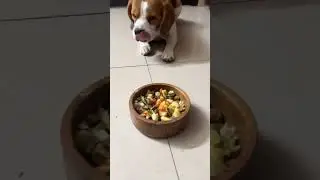 Soft Challenge Day 15 #shorts #youtubeshorts #explore #dog #funny #beagle #fun #cute #challenge