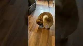 Pug Chasing Tail