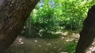 Giant Sycamores Along the Potomac River