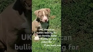 UKC American bully pups looking for their forever home