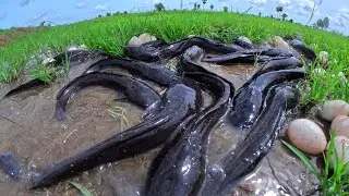 wow best hand fishing, pick duck eggs in the rice field and catch fish by hand skills