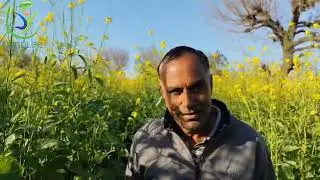 Mustard Crop, Rajasthan. #farming #organic #trending #organicfarming #mustardfarming #naturalfarming