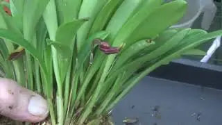End of November Masdevallias repots.