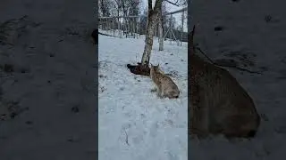 Feeding our lynx 🥰🥰