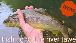 Fly fishing on the river tawe - TheWelshFlyFisher