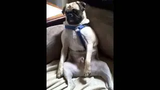 Pug acting like a human