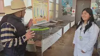 MANEJO EN LA CRIANZA DE CUYES    PARTE II