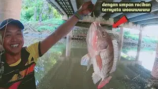 Mancing nila dengan umpan racikan bersama mas 