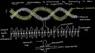 Giant Chromosomes l Polytene Chromosome l Lampbrush chromosome l NEET
