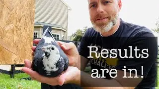 Racing pigeons loft update and results of name contest!!