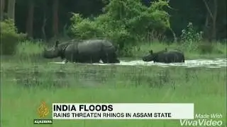 Indian flood 2017 rhinos under threat|ALJAZEERA|videshi tv|republic cv|