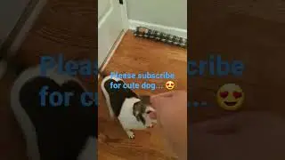 Cute dog wants her treat... 😍 #dog