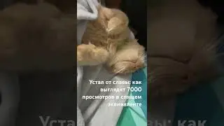 Мастер-класс по ничегонеделию от блогера-тысячника #cat #видосыоткота #кот