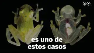 Descubierta una nueva rana de cristal en Ecuador | Internacional