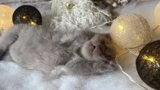 Милый крошечный котенок Ванилька