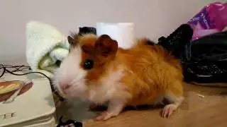Ginepik