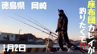 【投げ釣り】イシカレイなら青イソメで🆗⁉️キスもこの時期はデカイ‼️