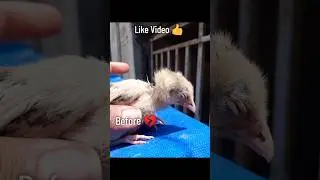 Aseel Chick Treatment With Result|Bimaar Choze Ka Ilaj #aseel #aseelmurga #chicken