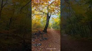 Magical Autumn in Budapest Normafa