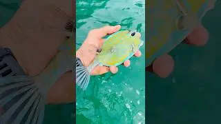 Gone!!! Scrawled Cowfish 🐠. . The cutest catch and release you&rsquo;ll ever see!! #mariokart #sealife