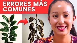 Tu Ficus está en peligro si haces esto (¡No lo riegues así!)