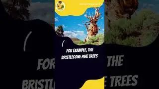 the OLDEST LIVING PLANTS on Earth