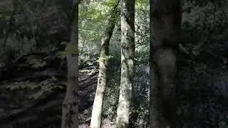 Nine Springs Vid 14 Tedgers Ramble Rope swing