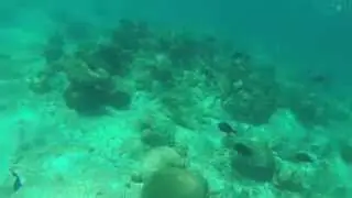 Snorkeling Buck Island with Big Beards Adventure