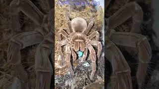 My Theraposa Stirmi Loves to Eat #tarantula #amgtarantulas #tarantulashorts #goliathbirdeater