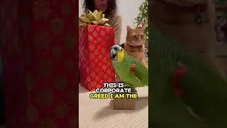 Попугай кричит на кошку: 