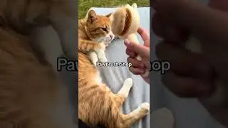 #cat #pets #petsofyoutube