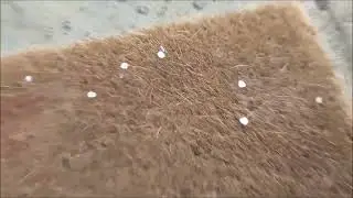 Belfast Weather Update 8/4/22- Hailstones