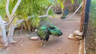 Java Green Peafowl