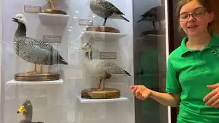 Bio 130 Bean Museum