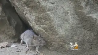 Record Rat Complaints
