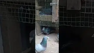Griat collaboration bitween smartpigeons 38