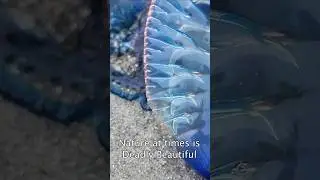 Portuguese Man O War #sting #ocean #survival #fishing #manowar #atlanticocean