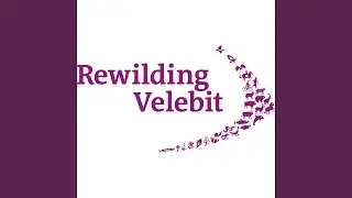 Rewilding (feat. Kuku$)