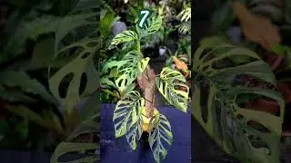 Top 10 Monstera Varieties