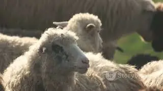 Mastitis: How to treat it in females Ladoum( Les mammites Comment les traiter chez les Ladoum )