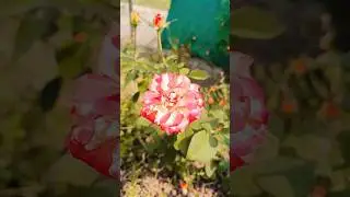 The one Beautiful rose flower in blooms#youtubeshorts #shortsvideo