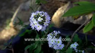 Primula denticulata flowers in early spring at wildfilmsindia estate in Uttarakhand Himalaya