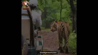 Embark on a wild adventure and witness the majestic beauty of tigers in their natural habitat. Unfor