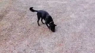 Bella the black lab picking up 3 balls